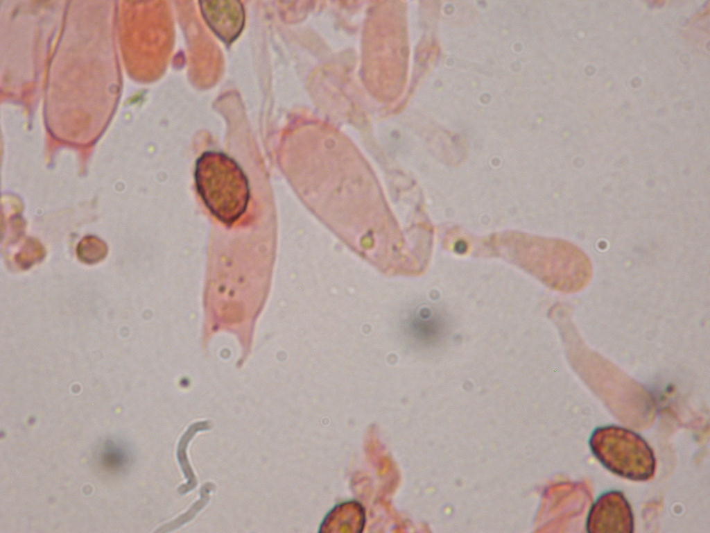 Fungo un p� insolito...